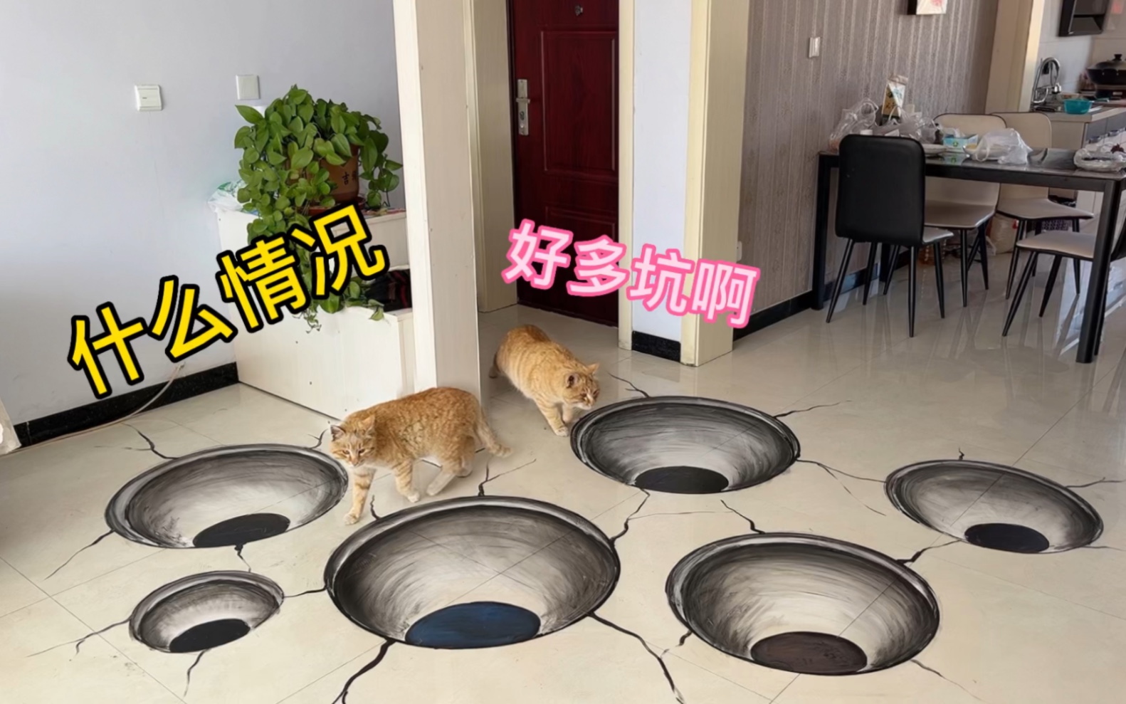 在门口画满坑,猫看到坑会绕开走吗?哔哩哔哩bilibili