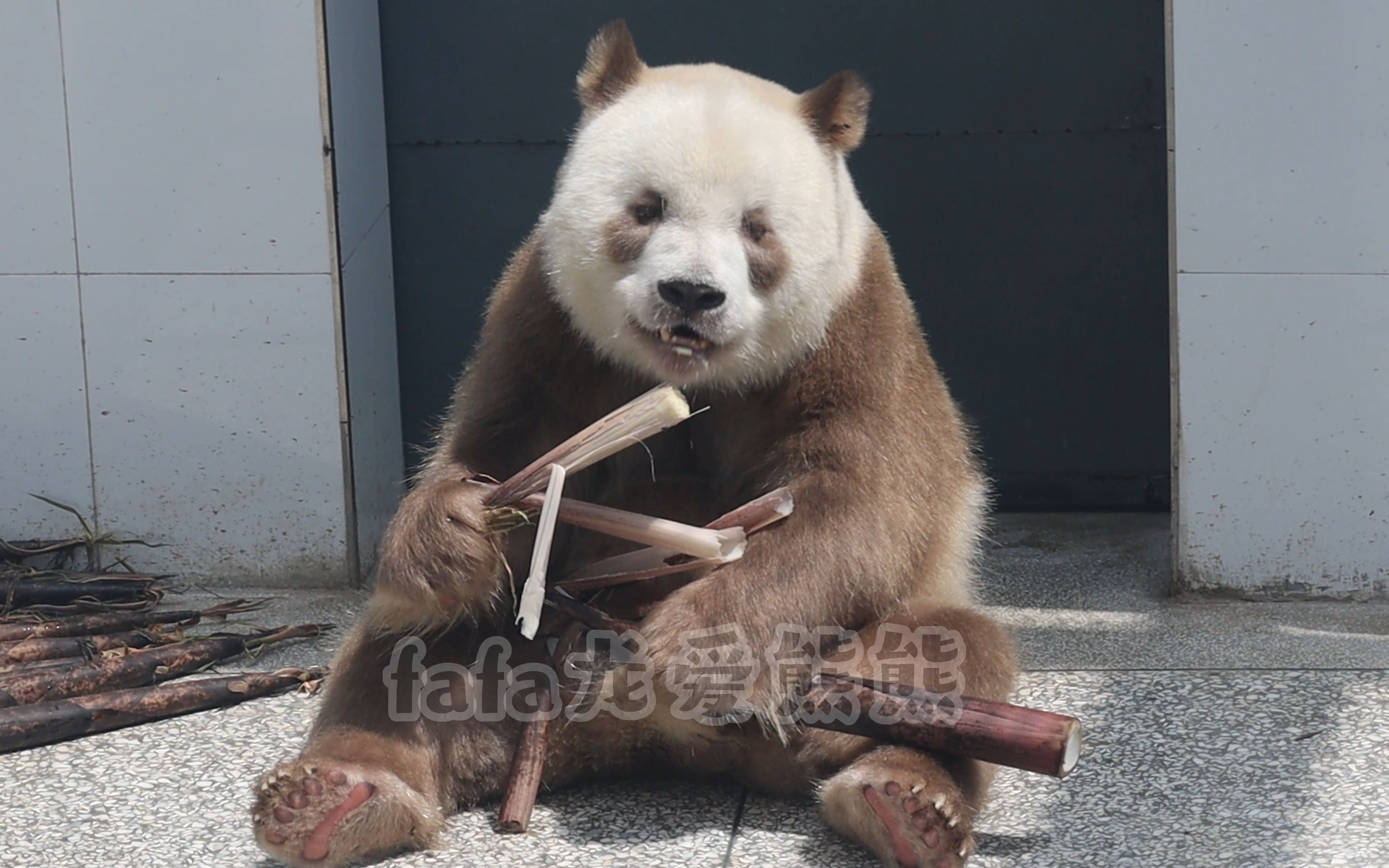 七仔出内场吃竹笋