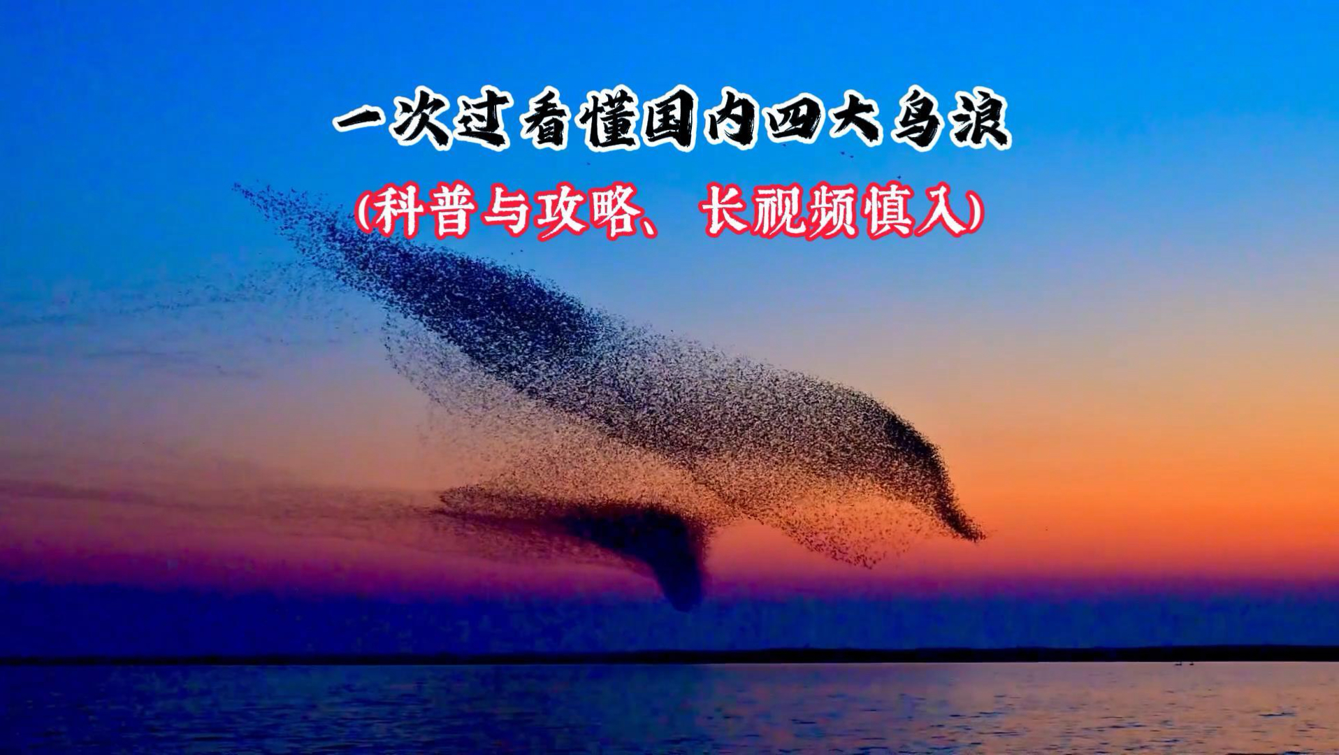一次过看懂国内四大鸟浪（科普与攻略、长视频慎入）