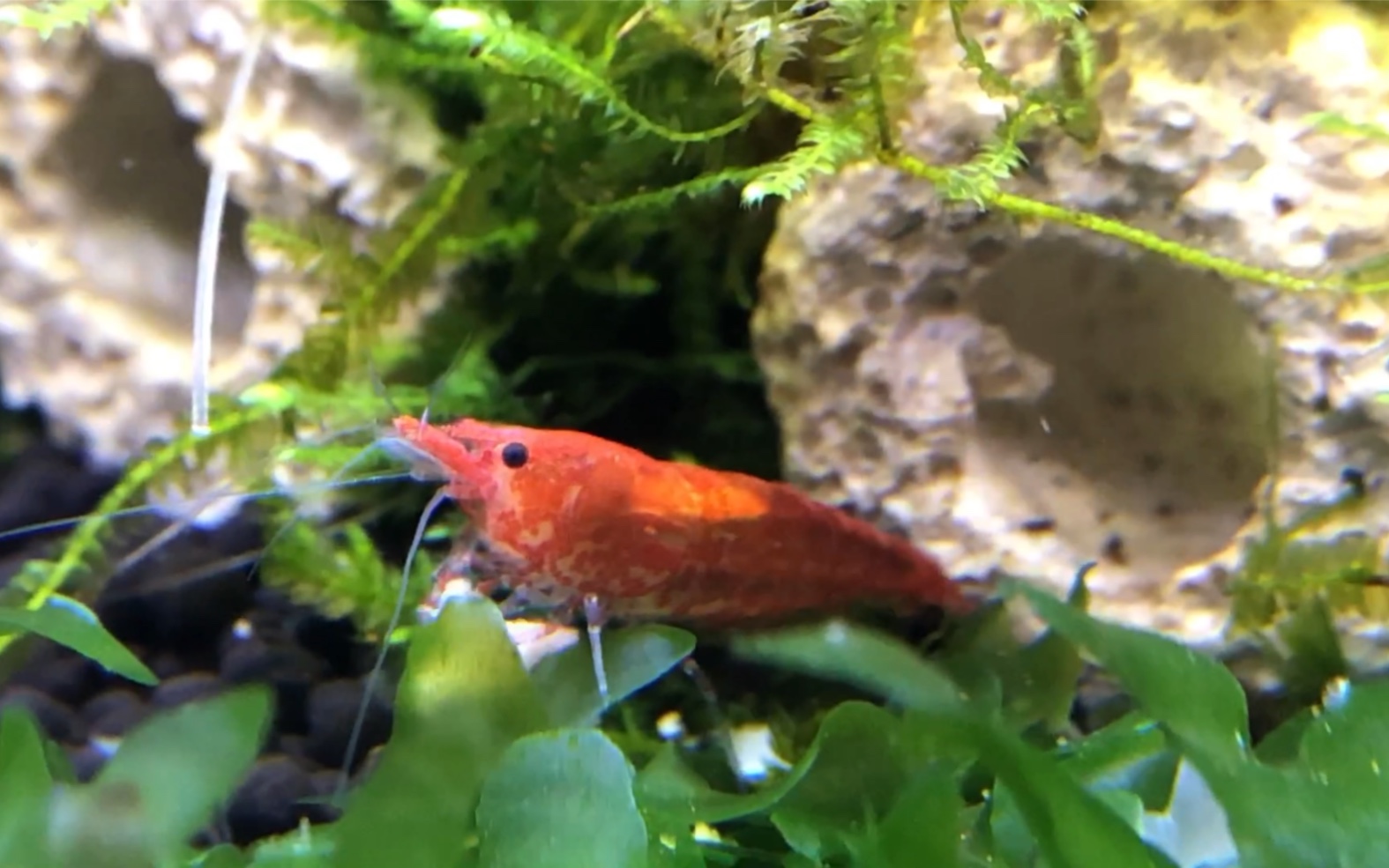 观赏虾樱花虾米虾樱花虾疯狂进食高清拍摄樱花虾都快成极火虾了