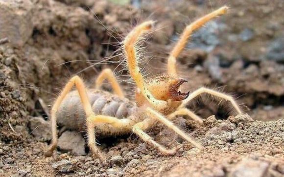 新疆大型蜘蛛图片