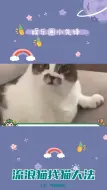 Download Video: 网友家的猫走丢，求助流浪猫找猫大法成功找回