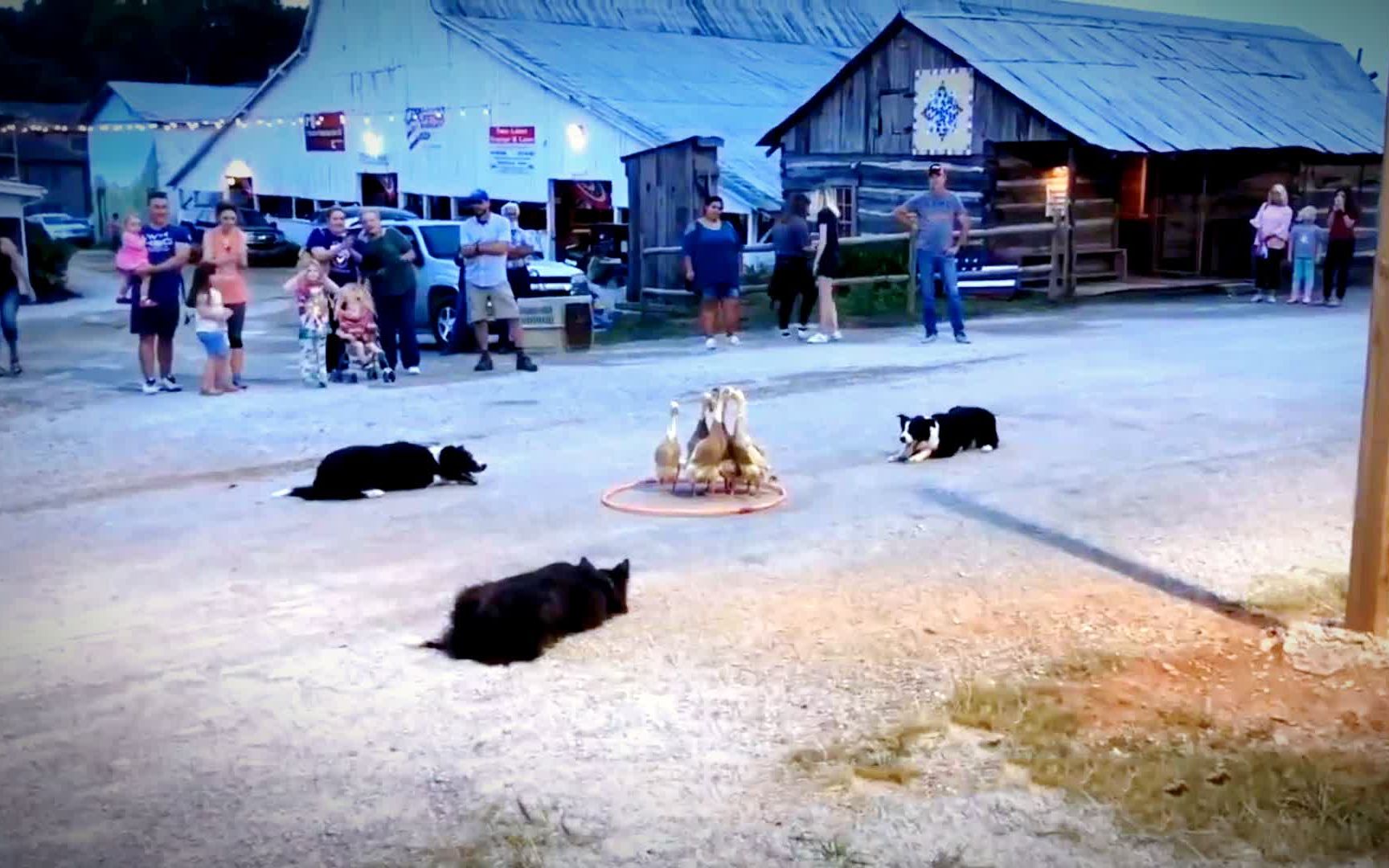 牧羊犬默契配合!运用三角定律将顽皮鸭子赶入呼啦圈,惊艳全场哔哩哔哩bilibili