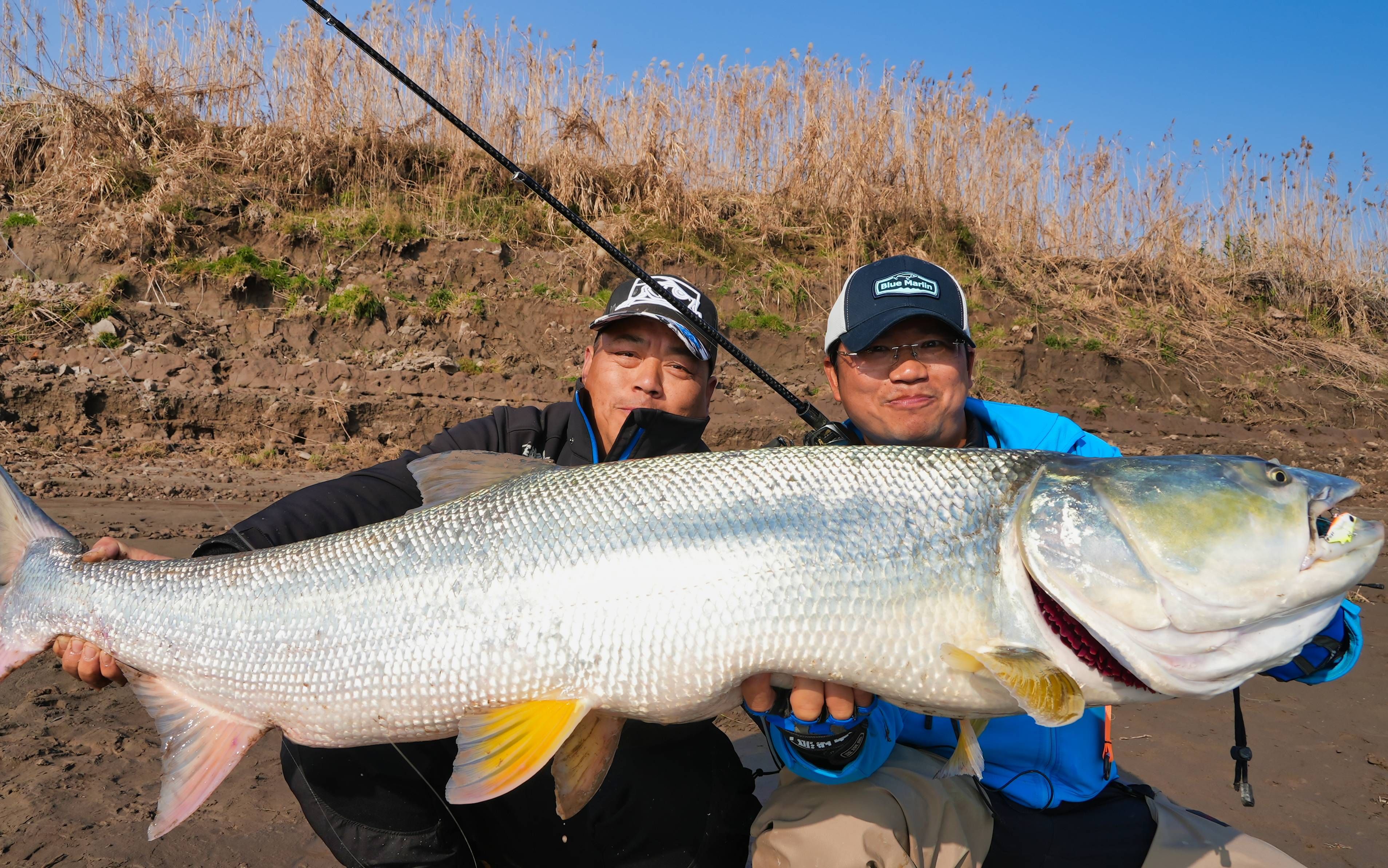 蓝旗鱼路亚 | 鳡上野心,湖边狂追一公里,让你想不到的细线小饵!