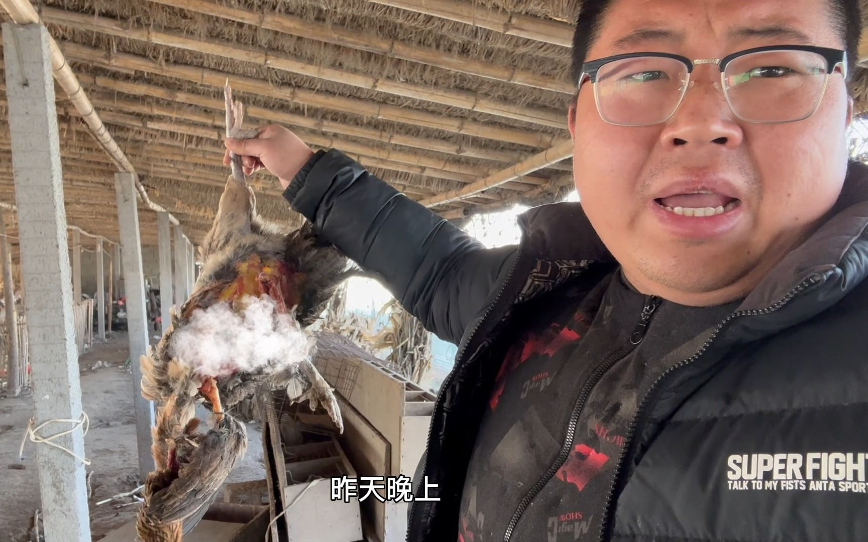 造黄鼠狼"偷家了",棚里少了十几只鸡!