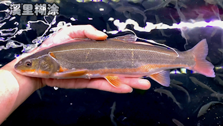 箱根三齿雅鱼 Tribolodon hakonensis. 虽不稀有 但绝对不会常见哔哩哔哩bilibili