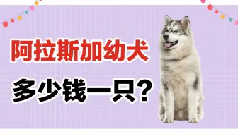 狗市 一只红色的阿拉斯加幼犬400元成交了 你觉得怎么样呢 哔哩哔哩 Bilibili