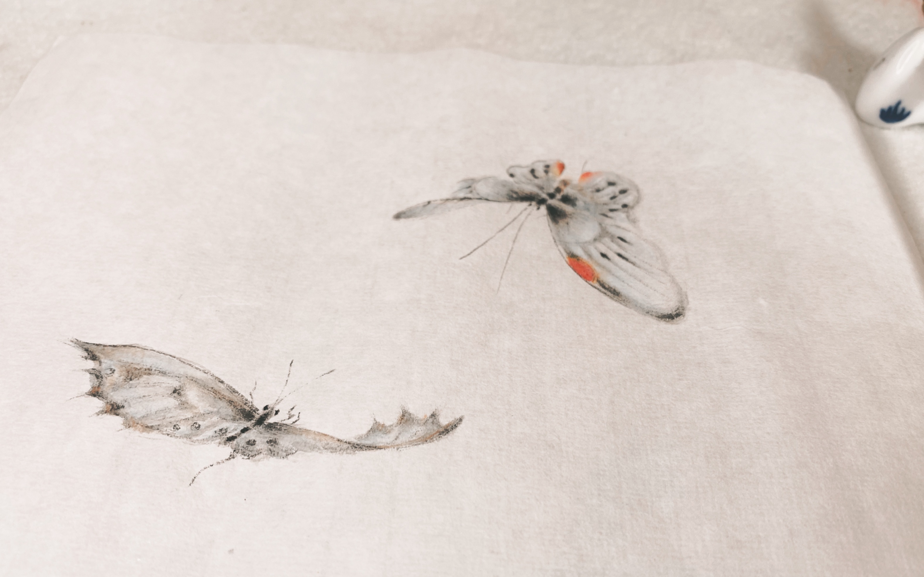 中国画草间多趣蝴蝶翩翩飞呀飞工笔花鸟画记录学习