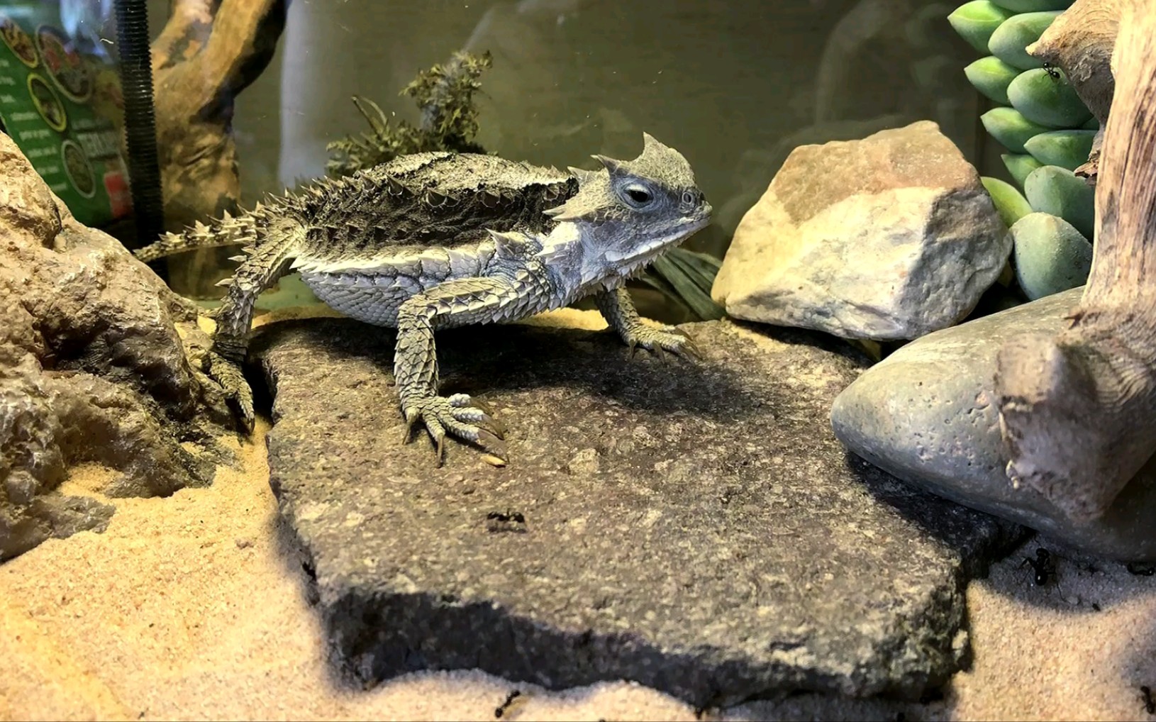 巨人角蜥开饭啦