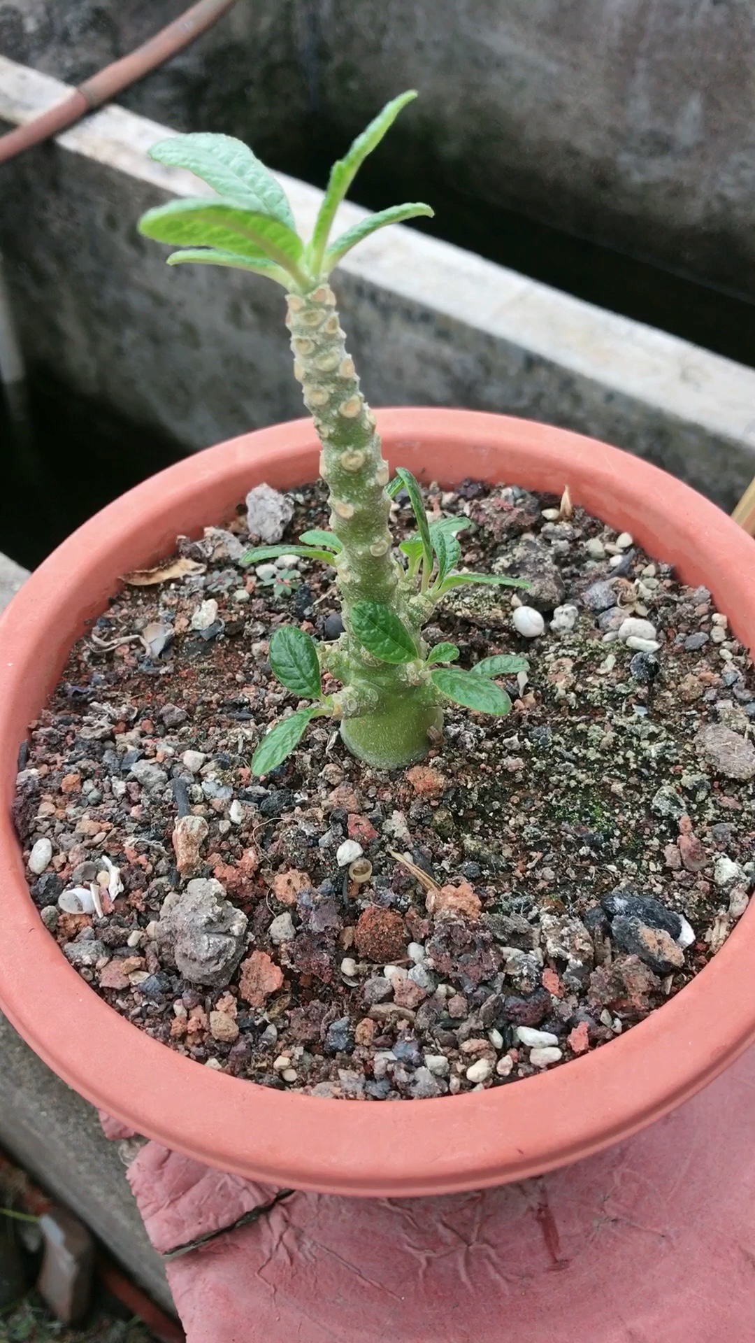 塊根植物##綠植盆栽#巨琉桑(實生)