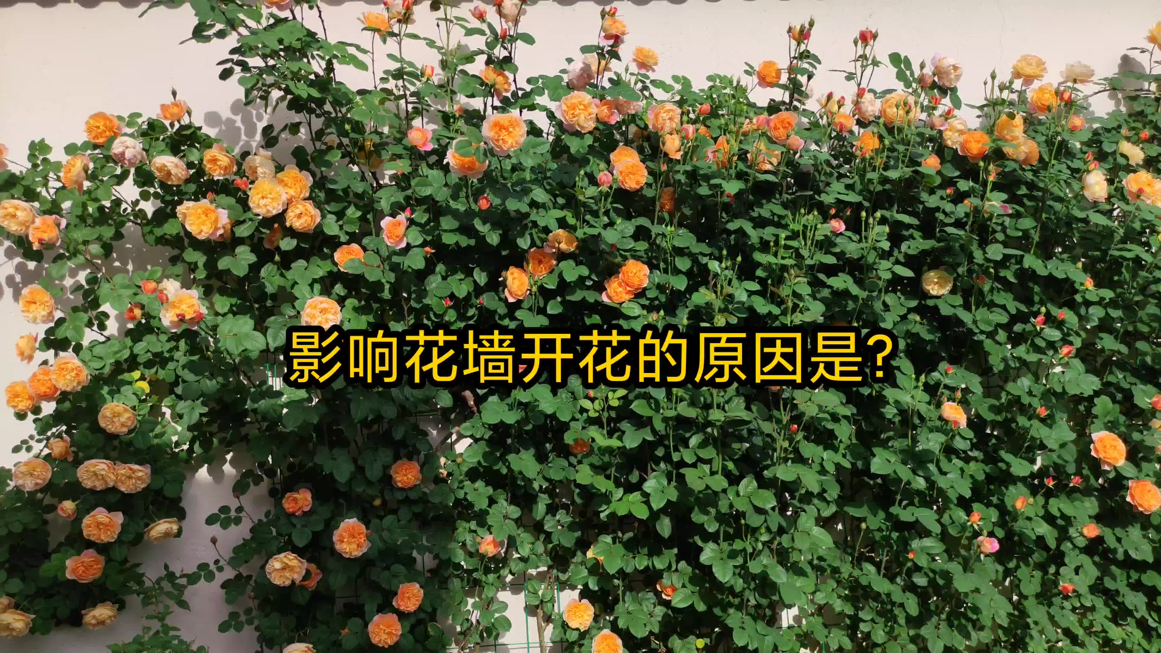 地栽藤本月季挑不挑土?花墙开花的秘密?哔哩哔哩bilibili