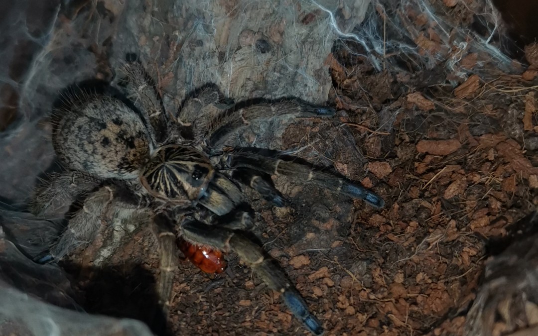 蓝脚巴布:别看我肚子大!我真不饿!