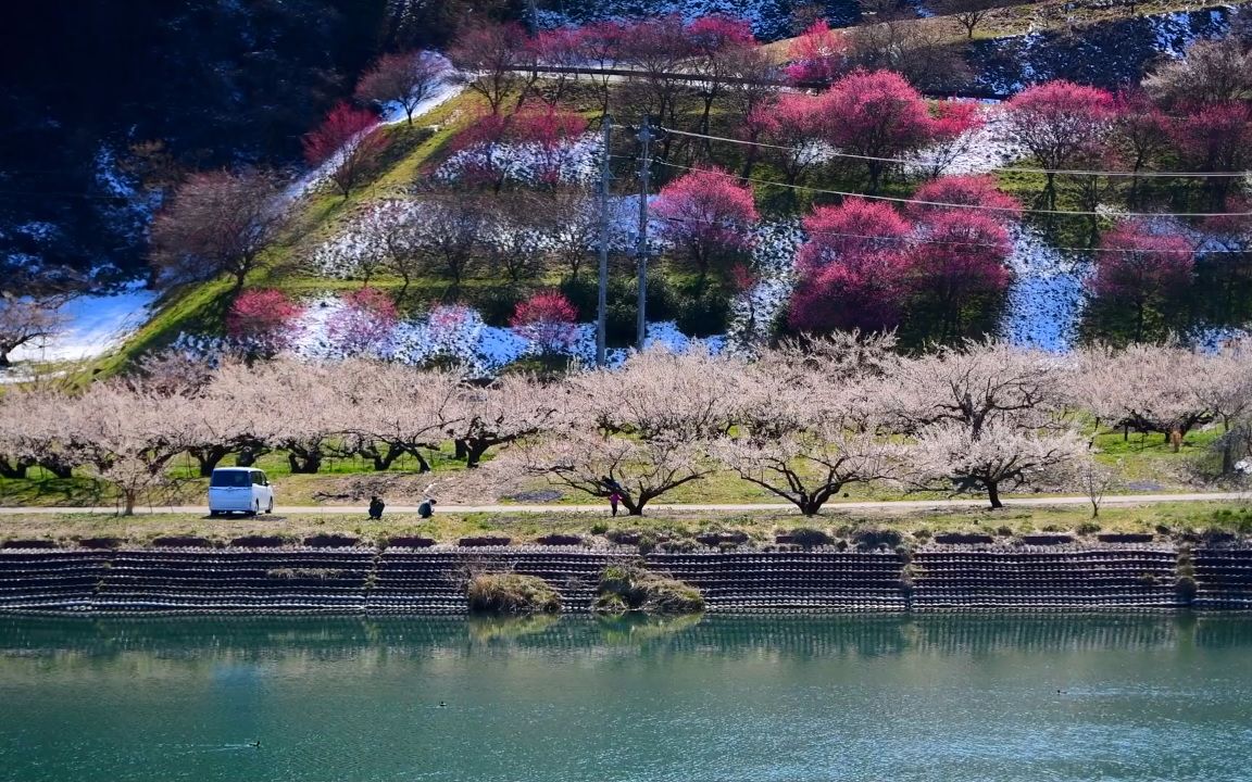 【超清日本】第一视角 红梅盛开的信州新町蜡梅园 2020.3哔哩哔哩bilibili