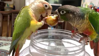 【动物观察】抢食大枣的小太阳鹦鹉们