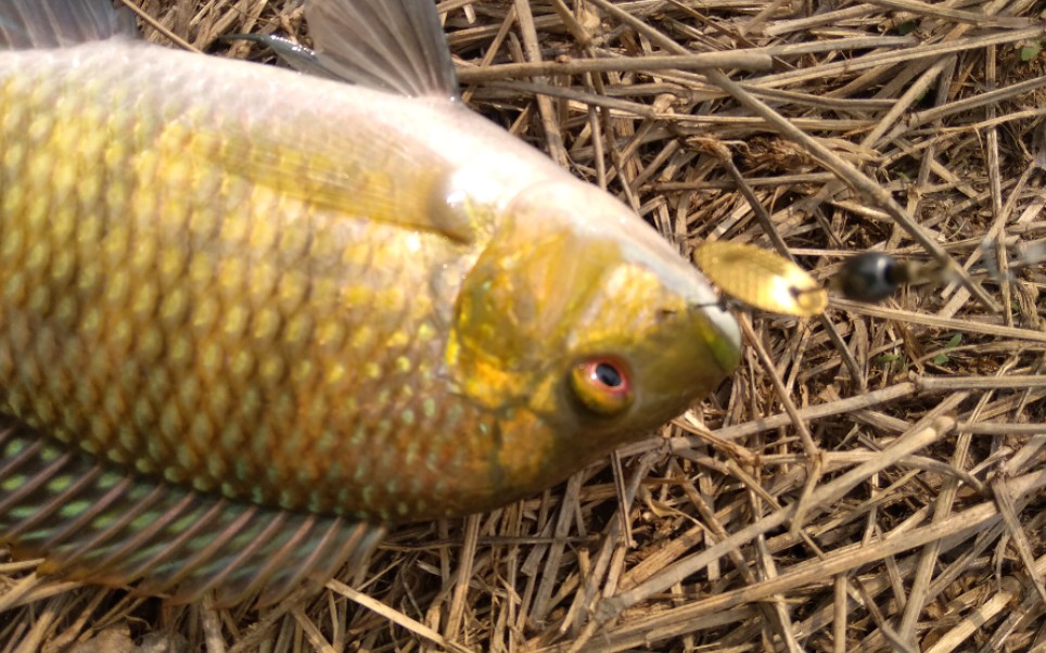 路亚中鱼斤级白罗非【菠菜手作飞旋亮片瓜子亮片】