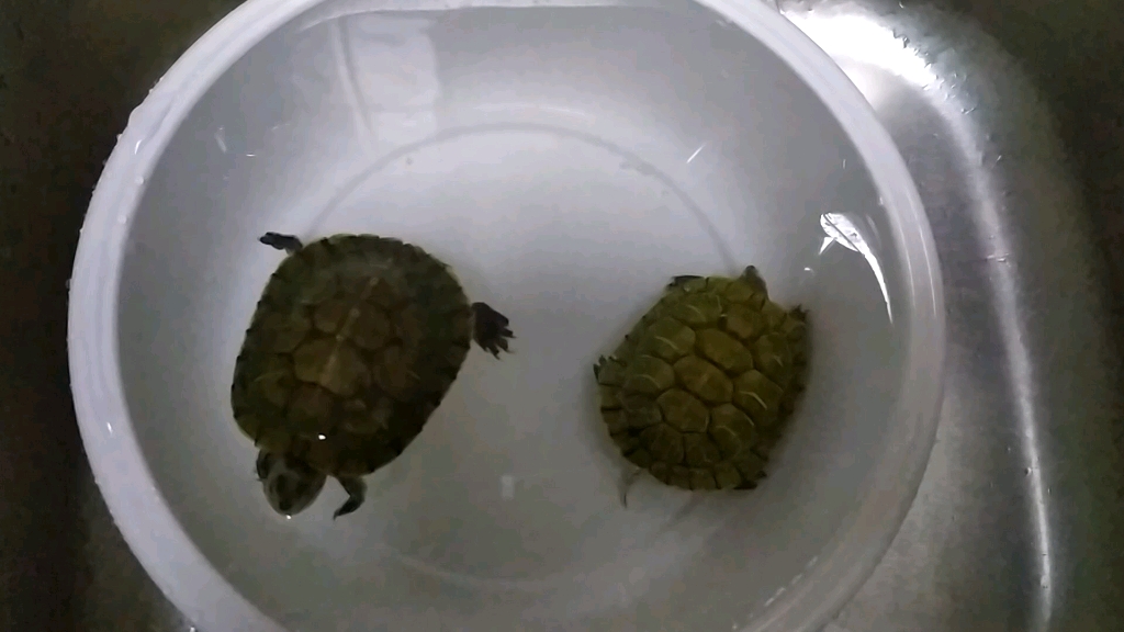 放巴西龟去游泳