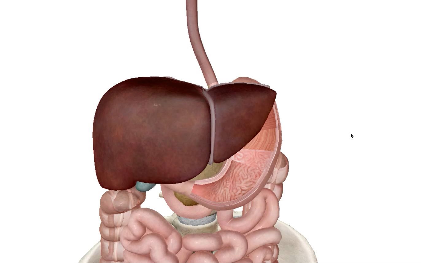 直观感受肝脏的分叶哔哩哔哩bilibili