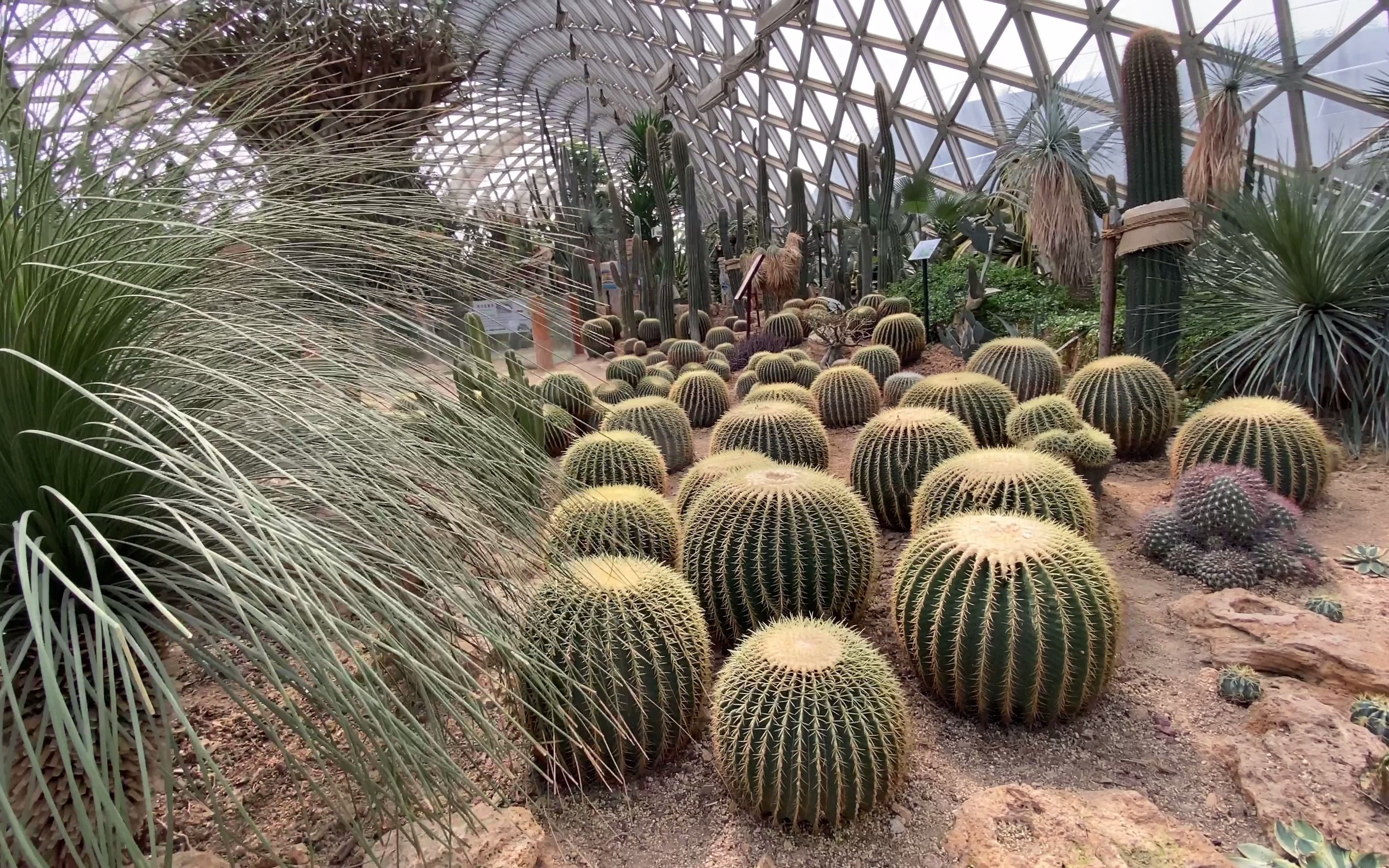 辰山植物园-沙生植物馆