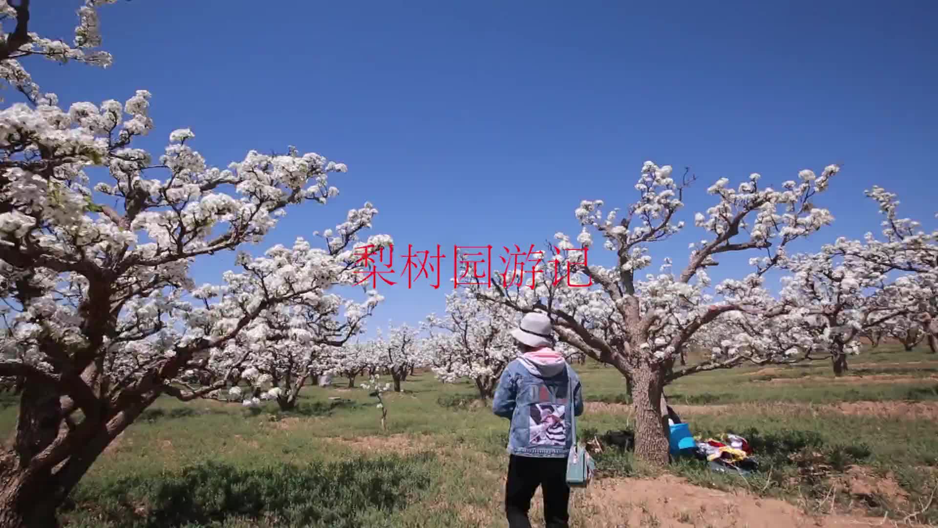 莲花山梨树园游记