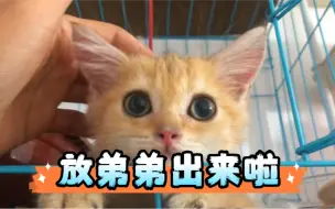 Скачать видео: 大古和他的猫｜放弟弟出来啦！它们会打架吗？