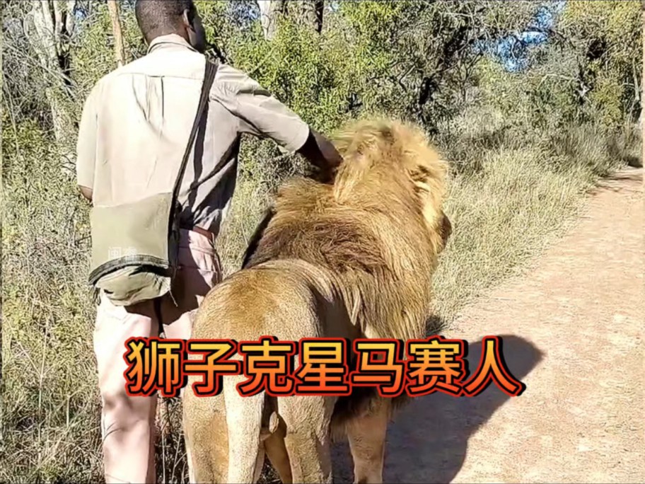 凶猛的狮子在土著马赛人面前,竟然温顺的如猫咪一般!