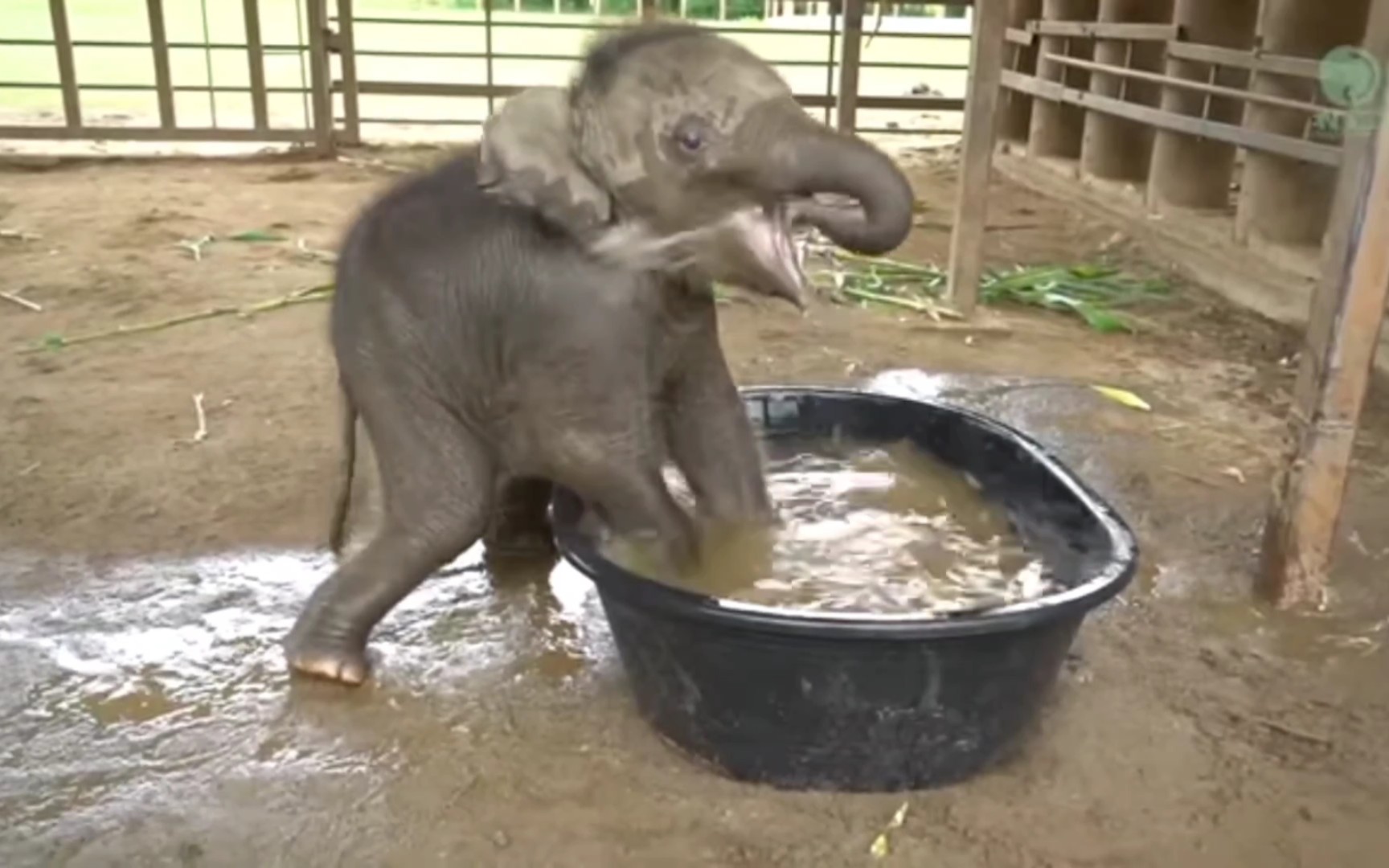 小象宝宝洗澡
