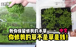 下载视频: [中文]修剪下来的水草不是草，是钱！！ 修剪草缸水草如何保存？