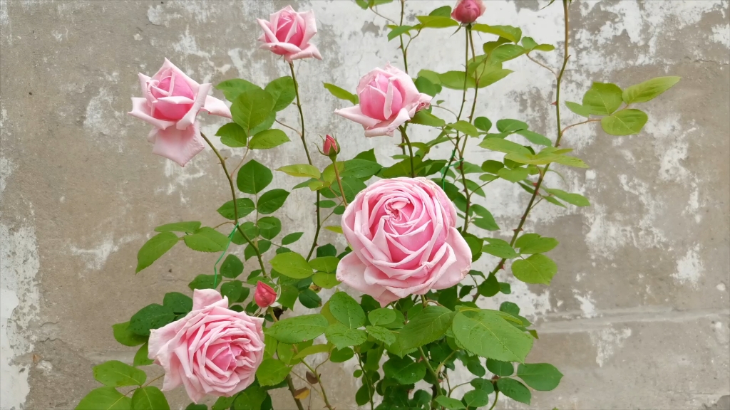 最迷人的香味,世界第一款杂交茶香月季——法兰西