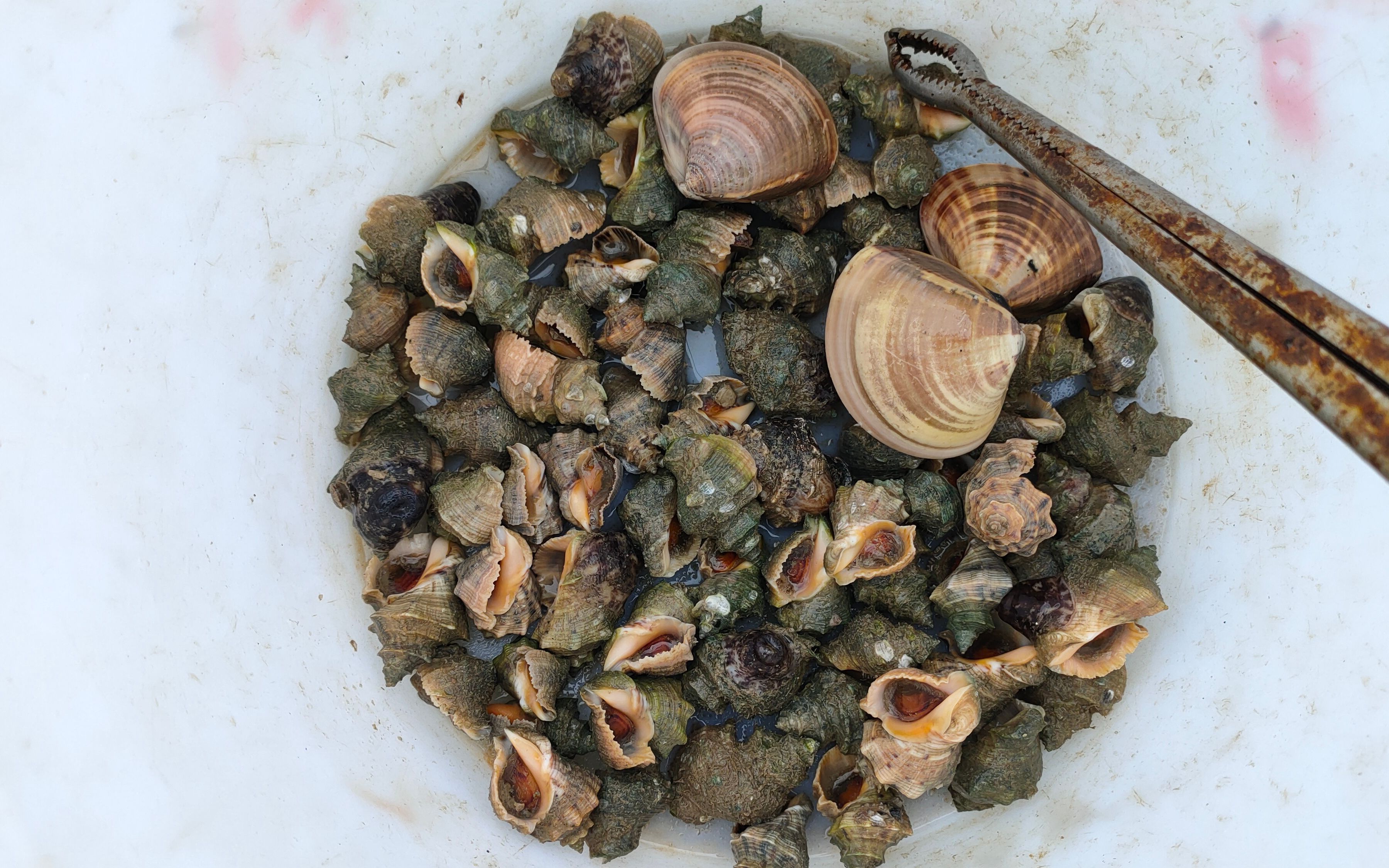 深水区这种辣螺背上个个生有赘的是成精形态吗