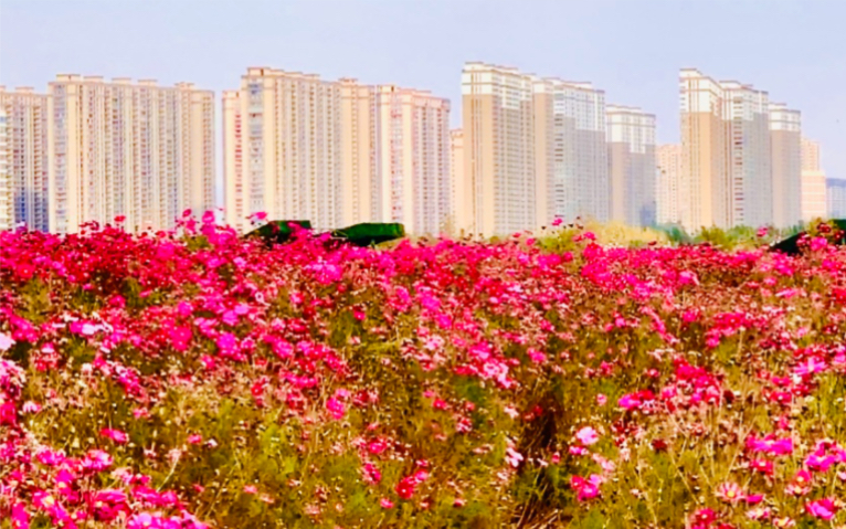 包头市赛汗塔拉城中草原公园——已无绿草 花海更艳丽