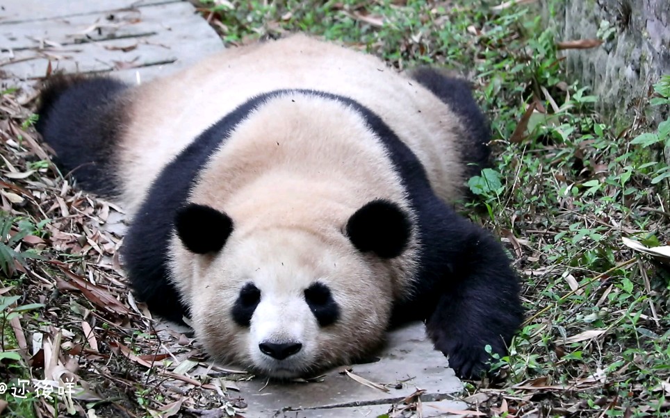 【大熊猫】奥林匹亚/科大