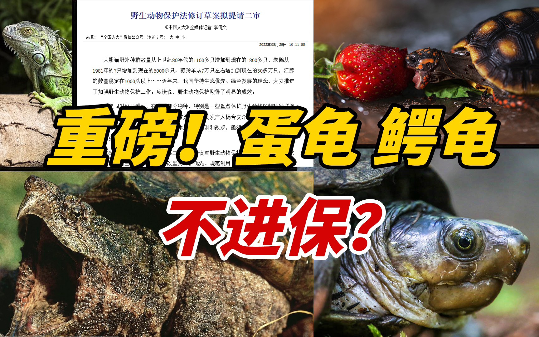 [图]重磅！CITES附录部分物种不再按“野保动物”管理！