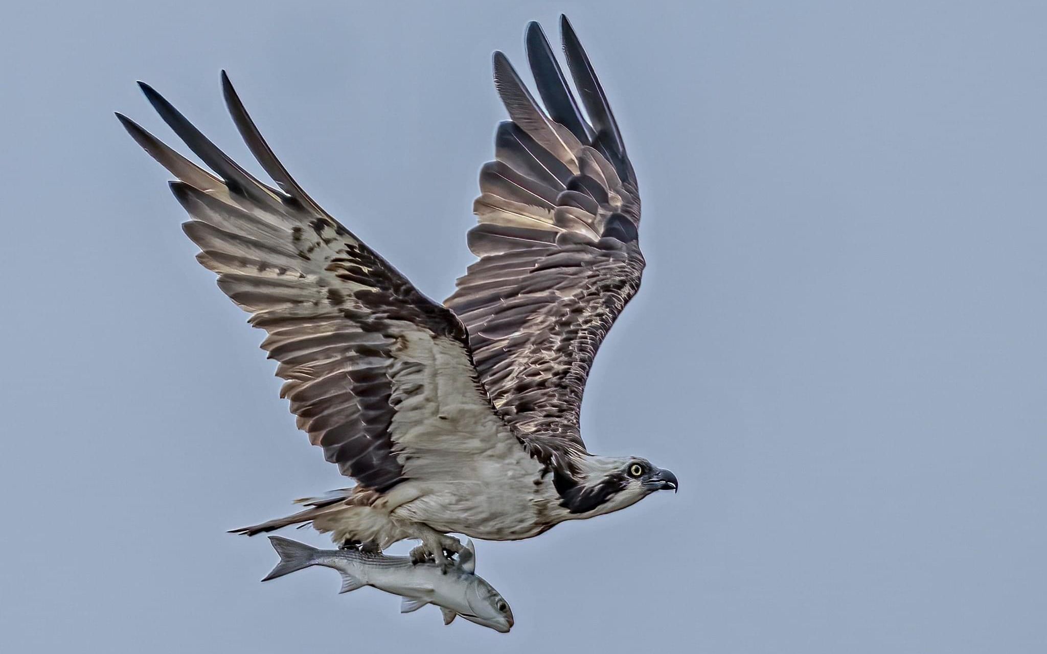 来看鱼鹰大佬抓鱼