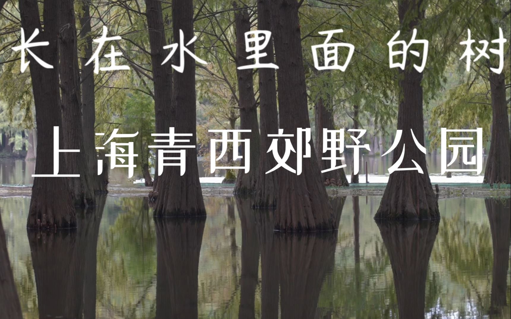 [图]原创音乐Vlog 上海青西郊野公园，水上森林 ，带大家看看什么是长在水里面的银杉树，堪比美国国家公园的体验 特意给这个公园之行写了首纯音乐配起来