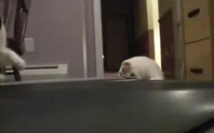 ぎんえいα【完成版】 u2010 ニコニコ動画(原宿)_哔哩哔哩 (゜-゜)つロ 干杯 