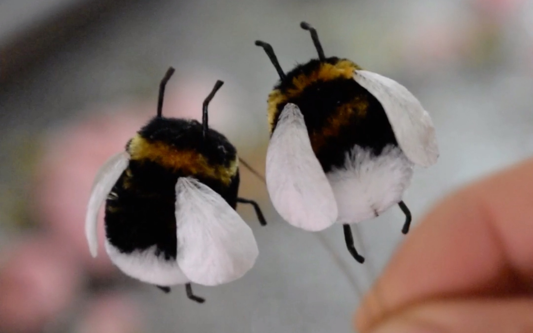 duangduang的小熊蜂