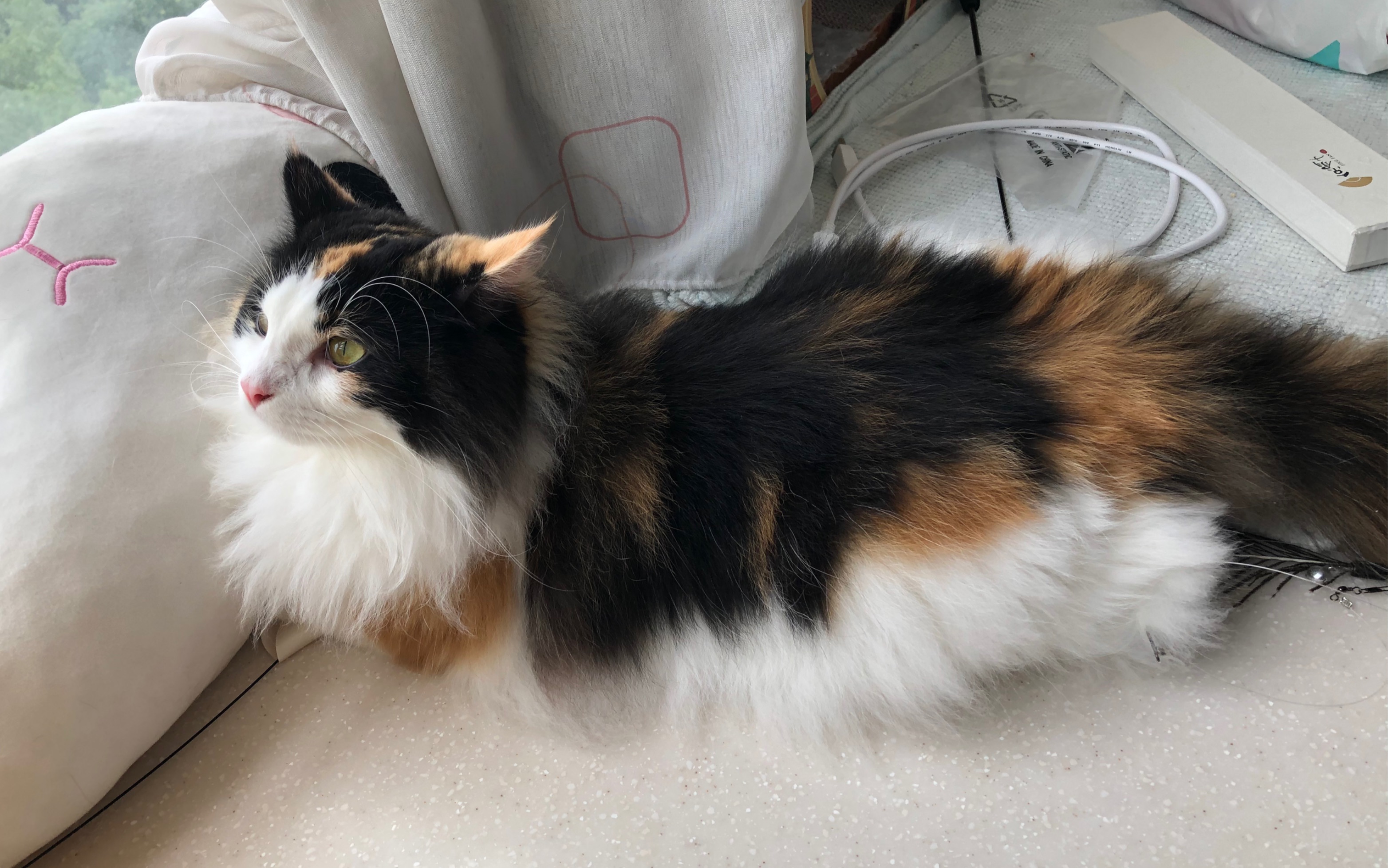 【挪威森林猫x布偶猫】猫猫在猎鸟时发出的声音,两只美少女开口跪