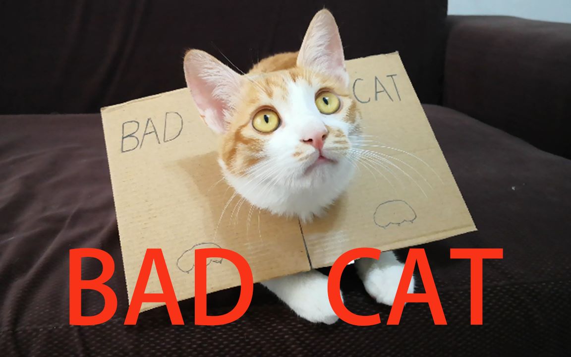 【bad cat】养一只神烦猫是什么体验