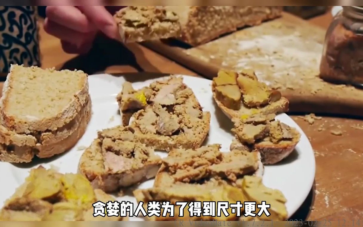 世界上最残忍的美食,法式鹅肝,制作过程有多残酷