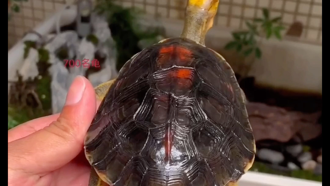 成熟金头闭壳龟公,轻微错甲超靓强公身型,满堂红壳色,养龟人的终极