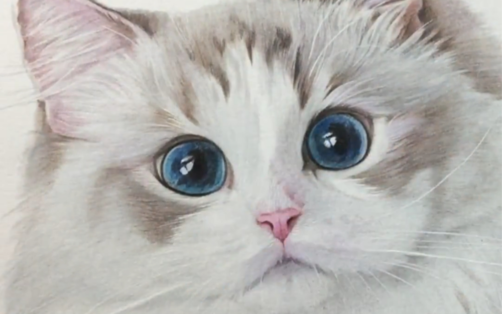 彩铅手绘视频|布偶猫|璇子鱼彩铅作品_哔哩哔哩_bilibili