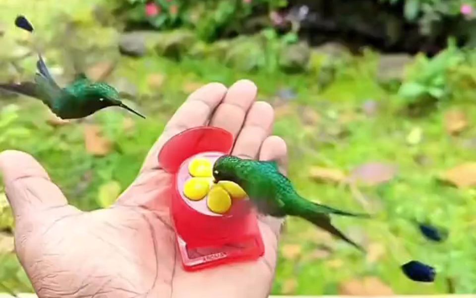 [图]疗愈❤~喂食盘尾蜂鸟（尾部长有球拍的一种蜂鸟）