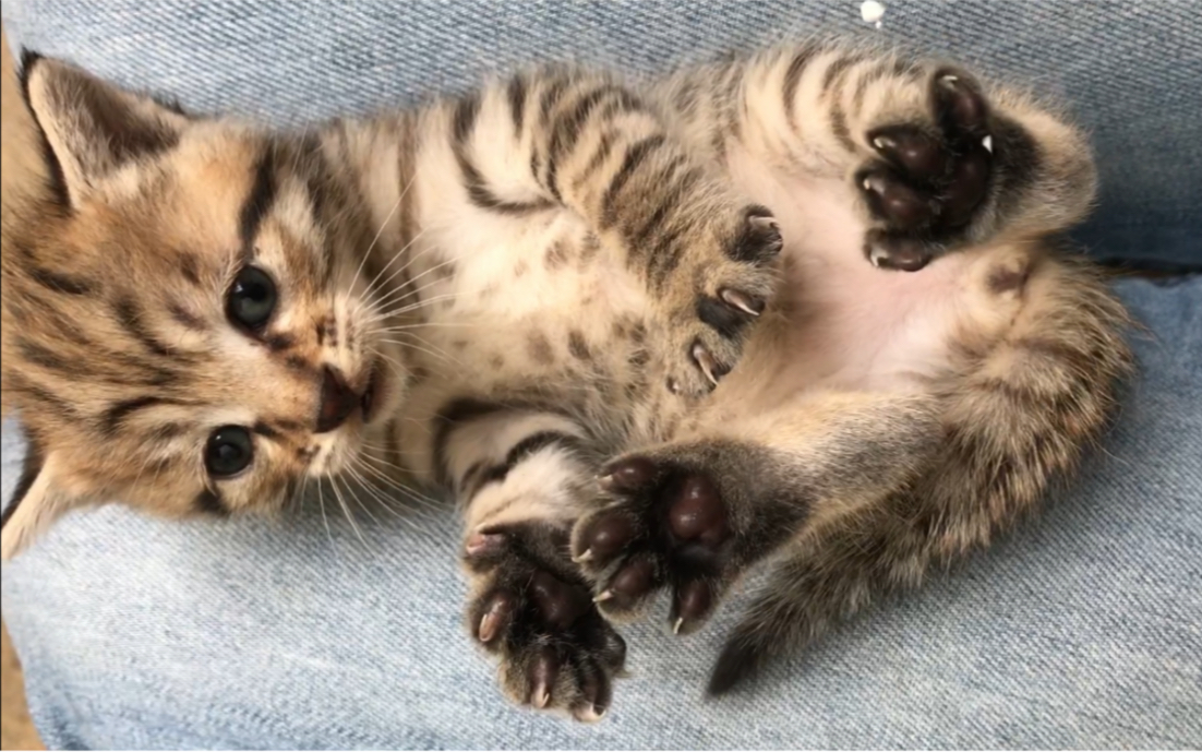 【狸花猫宝宝】可不可爱?萌不萌?呆不呆?