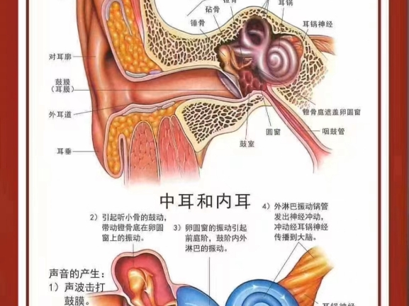 耳垂和耳珠图解图片