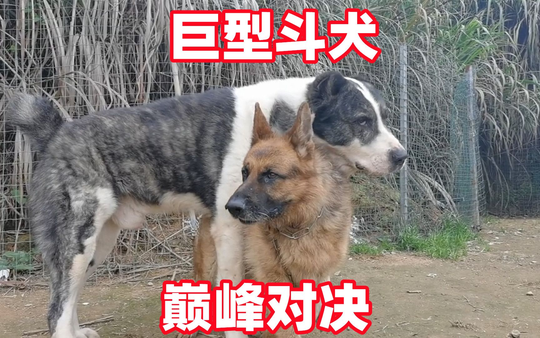 巨型斗犬图片