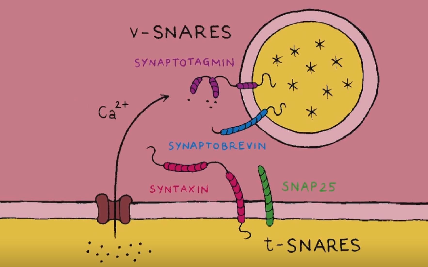 【哈佛大学】神经元——突触SNARE哔哩哔哩bilibili