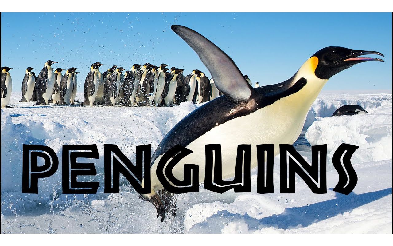 [图]All About Penguins for Kids： Penguins of the World for Children - FreeSchool