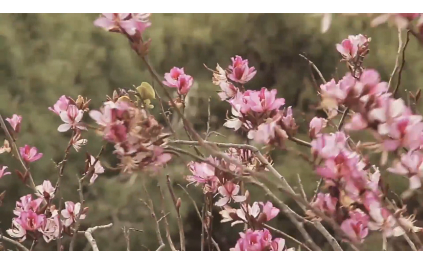 [图]風中花 《Flowers in wind》