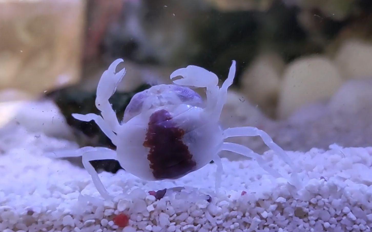 【豆蟹日常】可可爱爱,雪雪白白,真萌呀