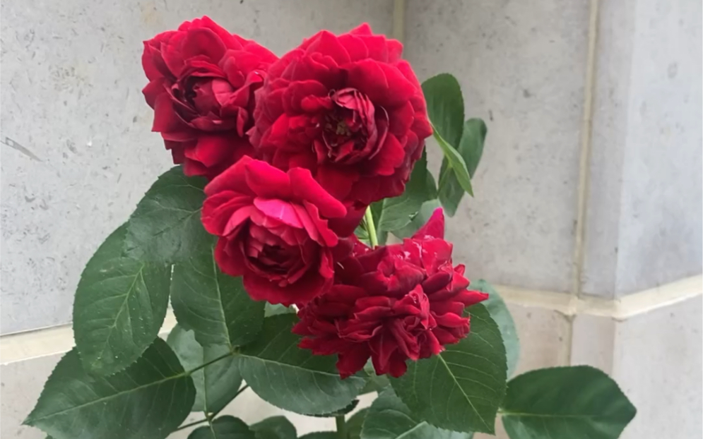 月季—海格瑞,深红色大藤本,多头群开,花墙可期